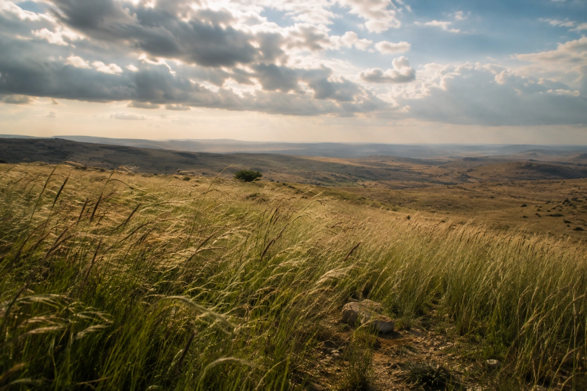 Tall grass moving in the wind on an open hillside beneath a dramatic sky, soft afternoon light, eye-level perspective, quiet natural landscape, atmosphere of solitude and reflection — Photorealistic, authentic editorial photography, natural colors, realistic lighting, documentary style, premium magazine photography, no painting, no illustration, no digital art, no fine art composition, no symbolic artwork, no text, no watermark.